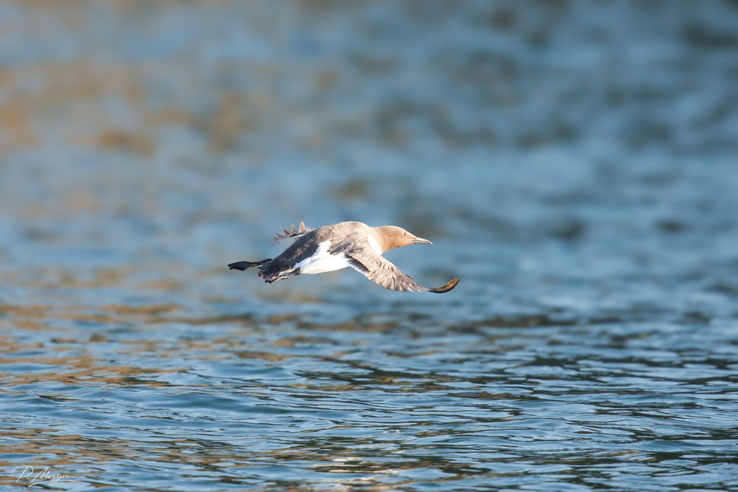A seabird in flight skimming low over calm blue rippling water in golden hour light.