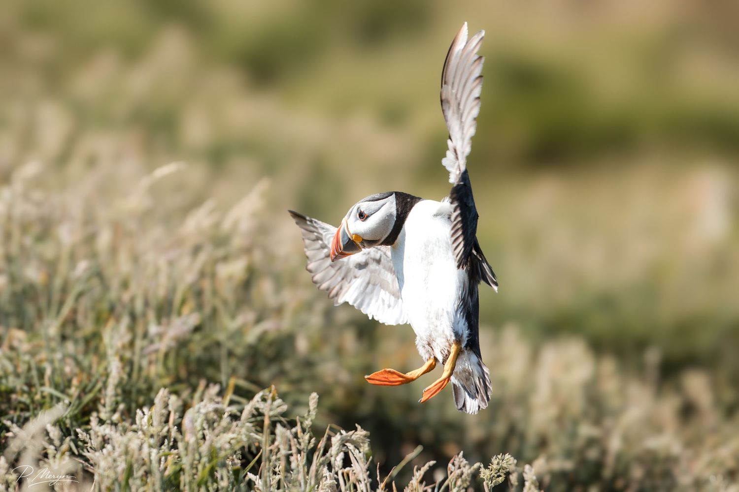 A puffin with orange feet lands in green coastal vegetation with wings spread wide.