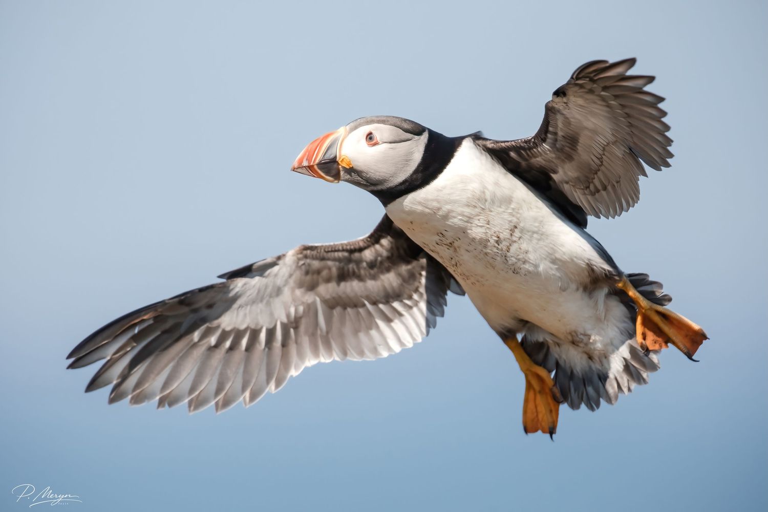 Atlantic puffin in flight against blue sky carrying fish in its colorful orange beak.
