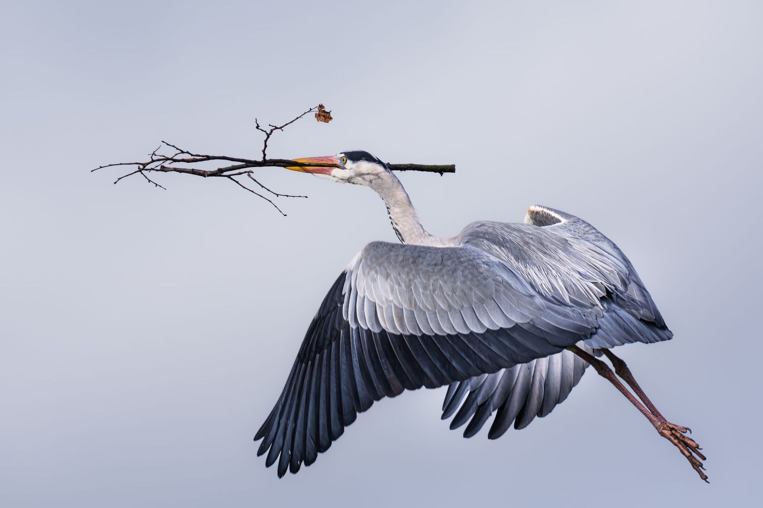 A grey heron flies gracefully carrying a bare branch in its beak against a grey sky.