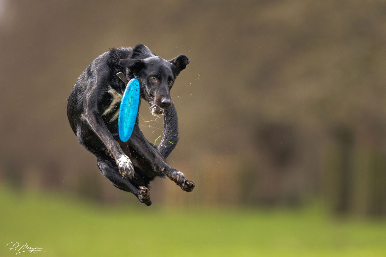 A black dog soars through the air while catching a blue frisbee in an outdoor grassy setting.