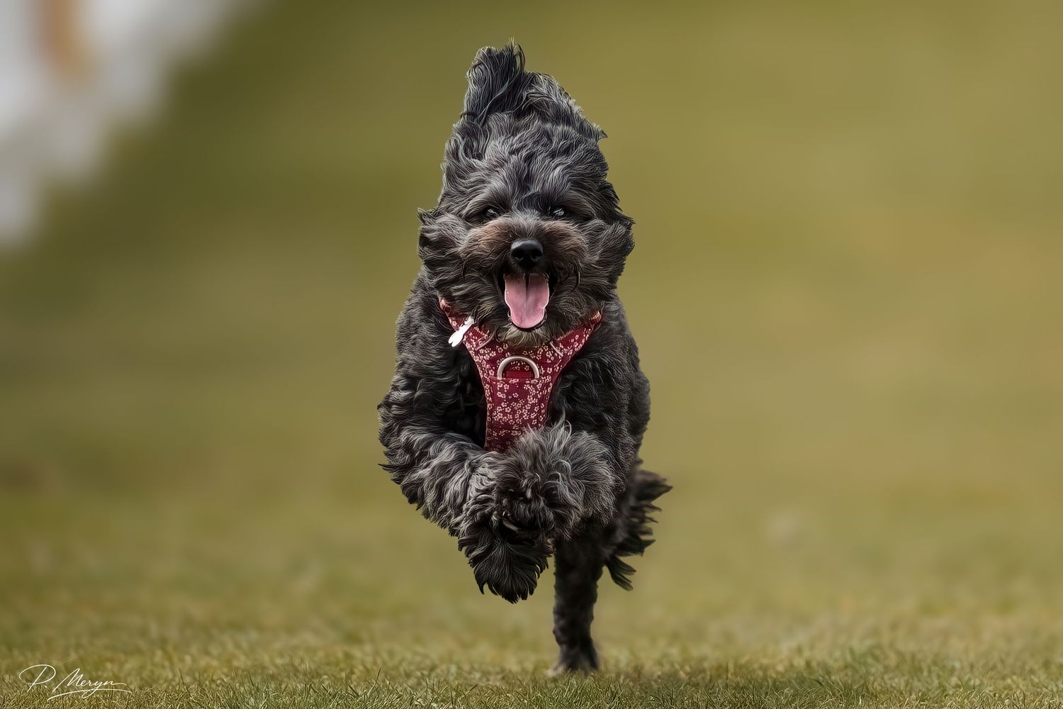 A fluffy black dog wearing a red harness leaps joyfully with tongue out and fur flying.