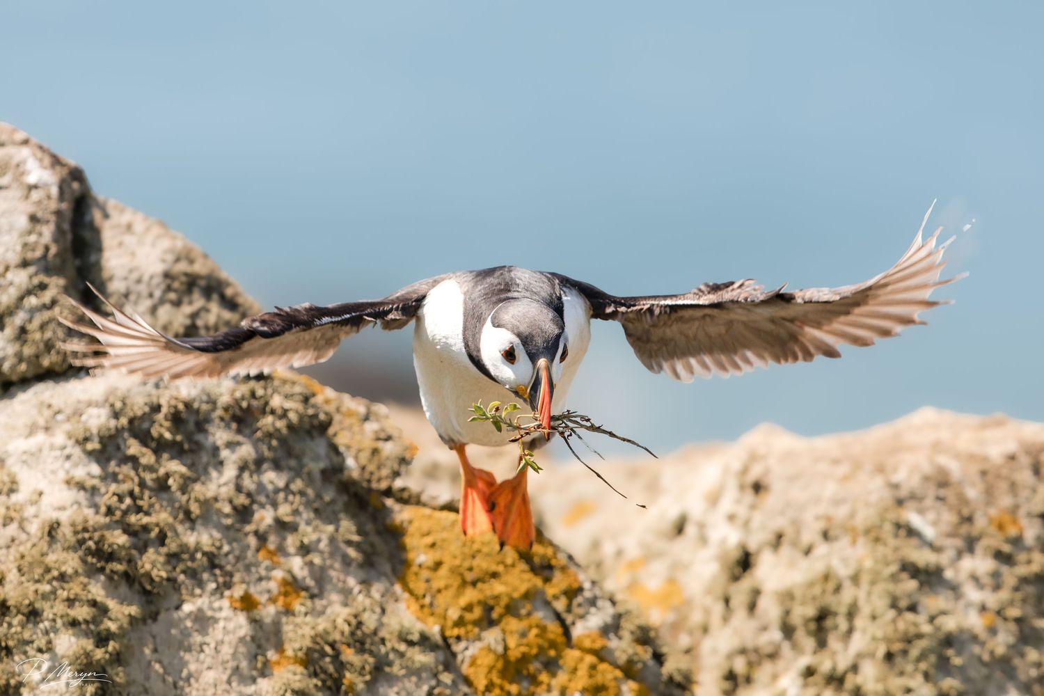 Atlantic puffin in flight carrying nesting material in beak with wings spread over rocky terrain.