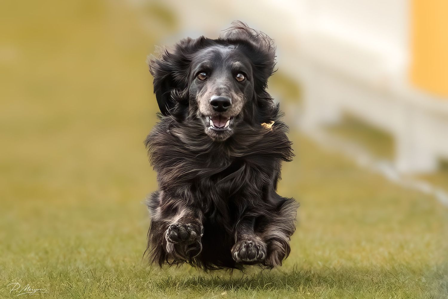 Black cocker spaniel running toward camera with ears flying on a green grass field.