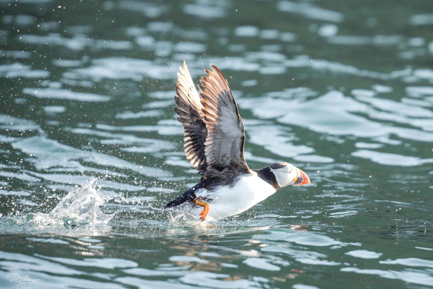 Atlantic puffin skimming across blue ocean water with wings outstretched during takeoff in bright light.