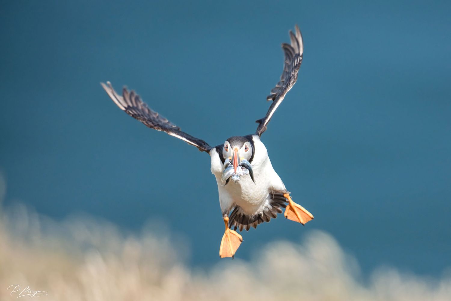 Atlantic puffin diving toward ground with wings spread wide against a blurred teal background.