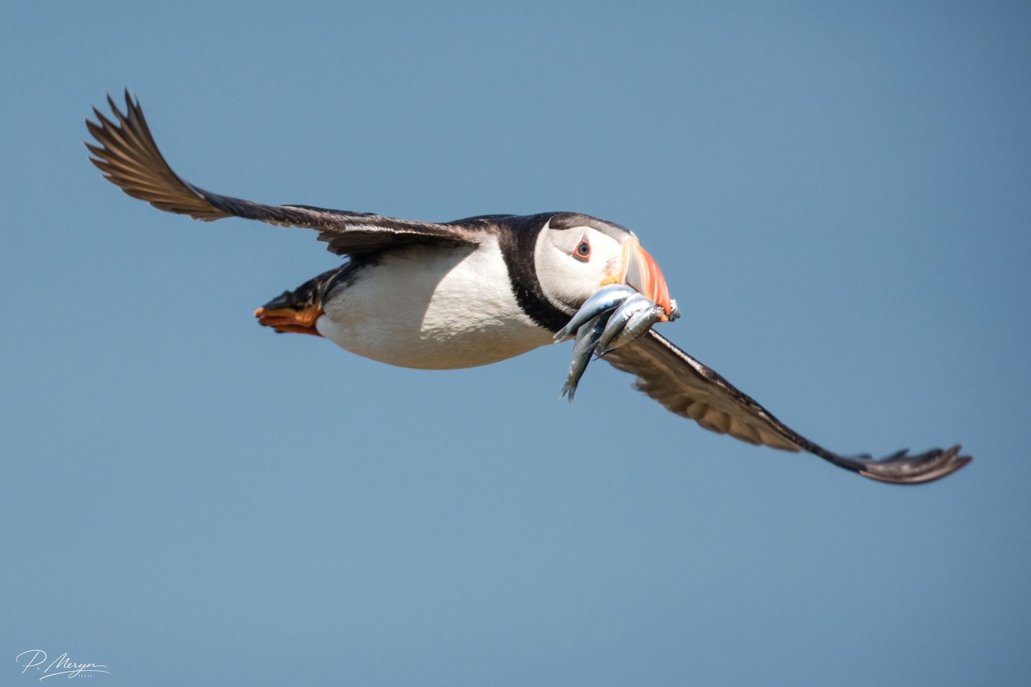Atlantic puffin soaring in clear blue sky with a beak full of small silver fish.
