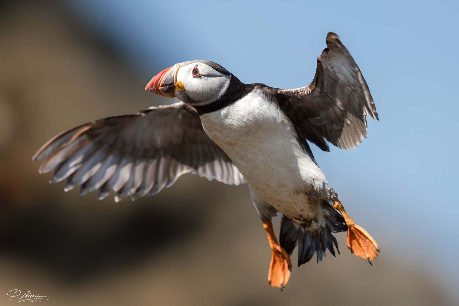 An Atlantic puffin in flight with wings spread against a clear blue sky.