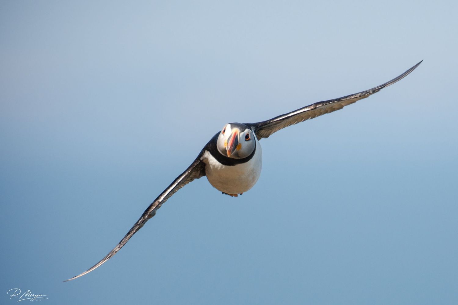 Atlantic puffin gliding gracefully through clear blue sky with wings fully extended in flight.