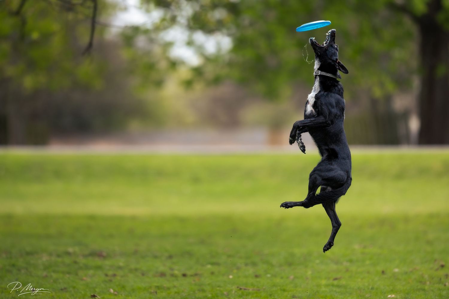 A black dog leaps high into the air to catch a blue frisbee in a green park.
