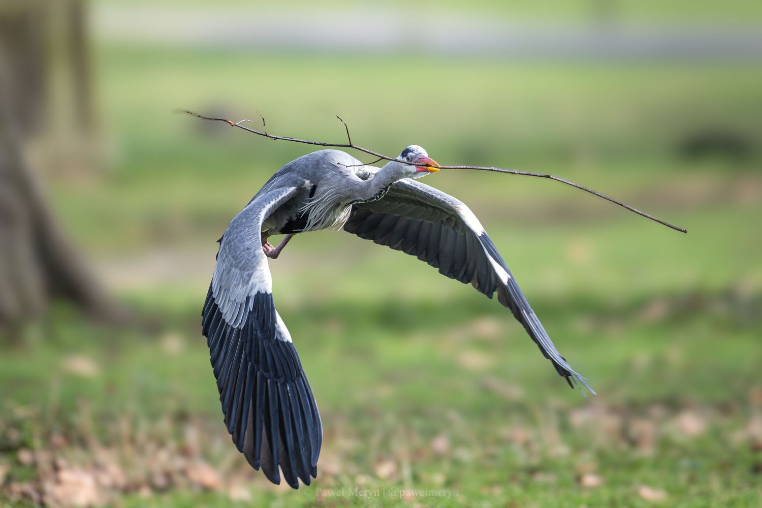 A grey heron soars low over a grassy park carrying a long stick in its beak.