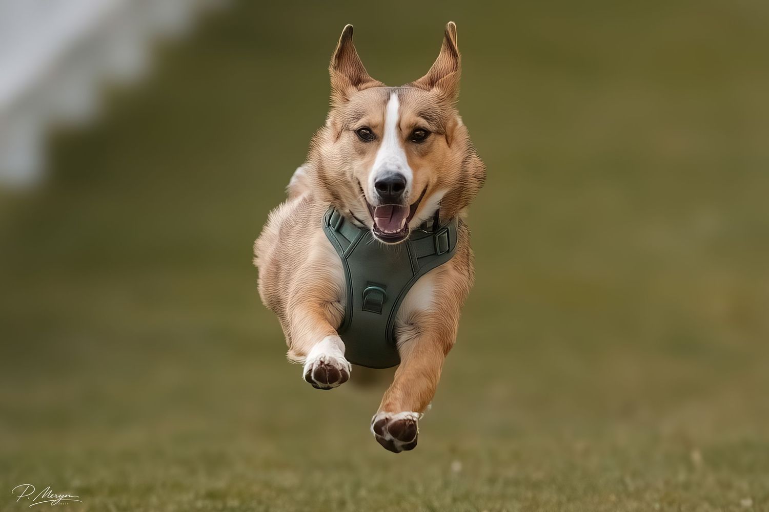 Golden retriever mix dog running energetically across green grass wearing a dark harness.