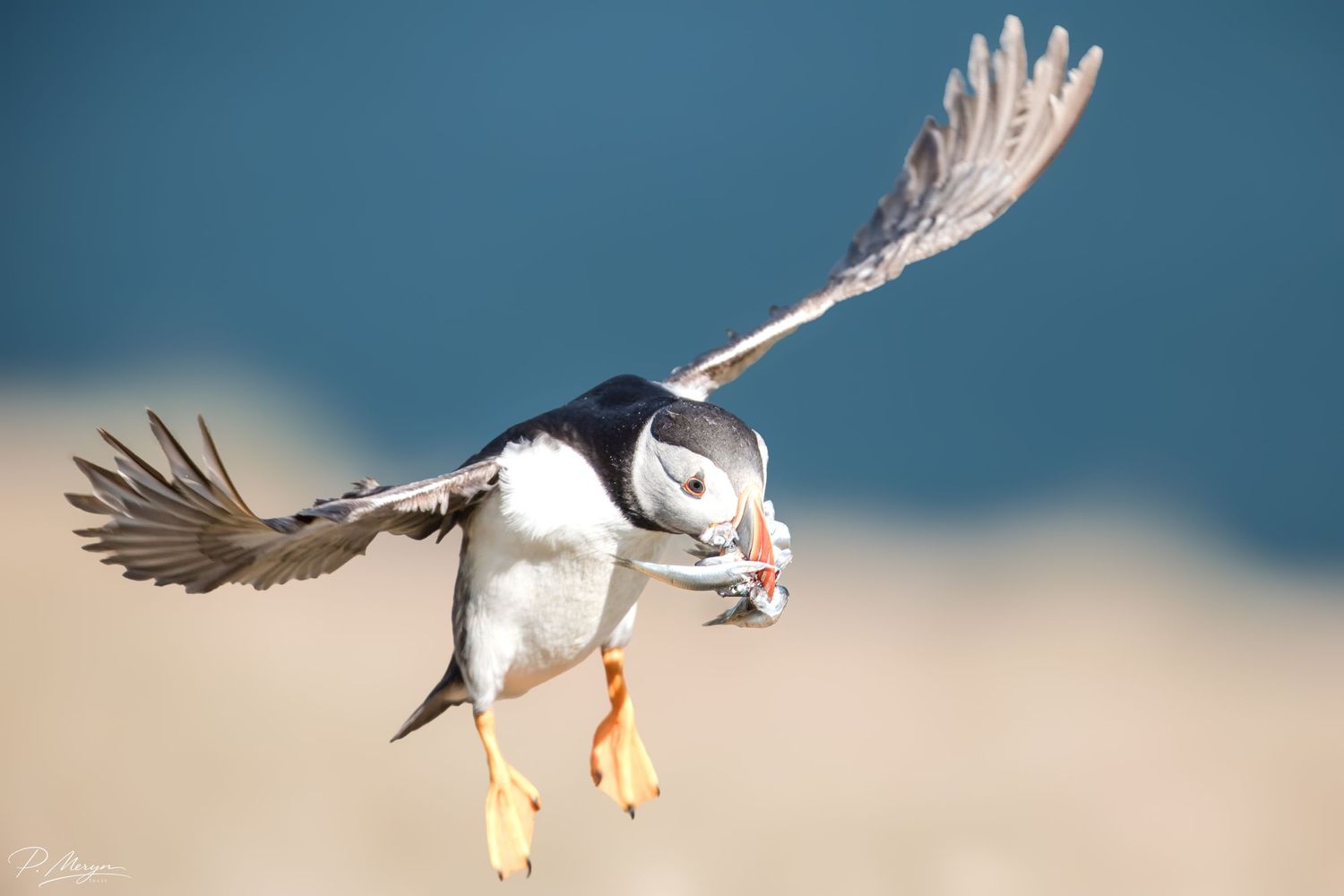 Atlantic puffin in flight carrying multiple fish in its beak against a blurred background.