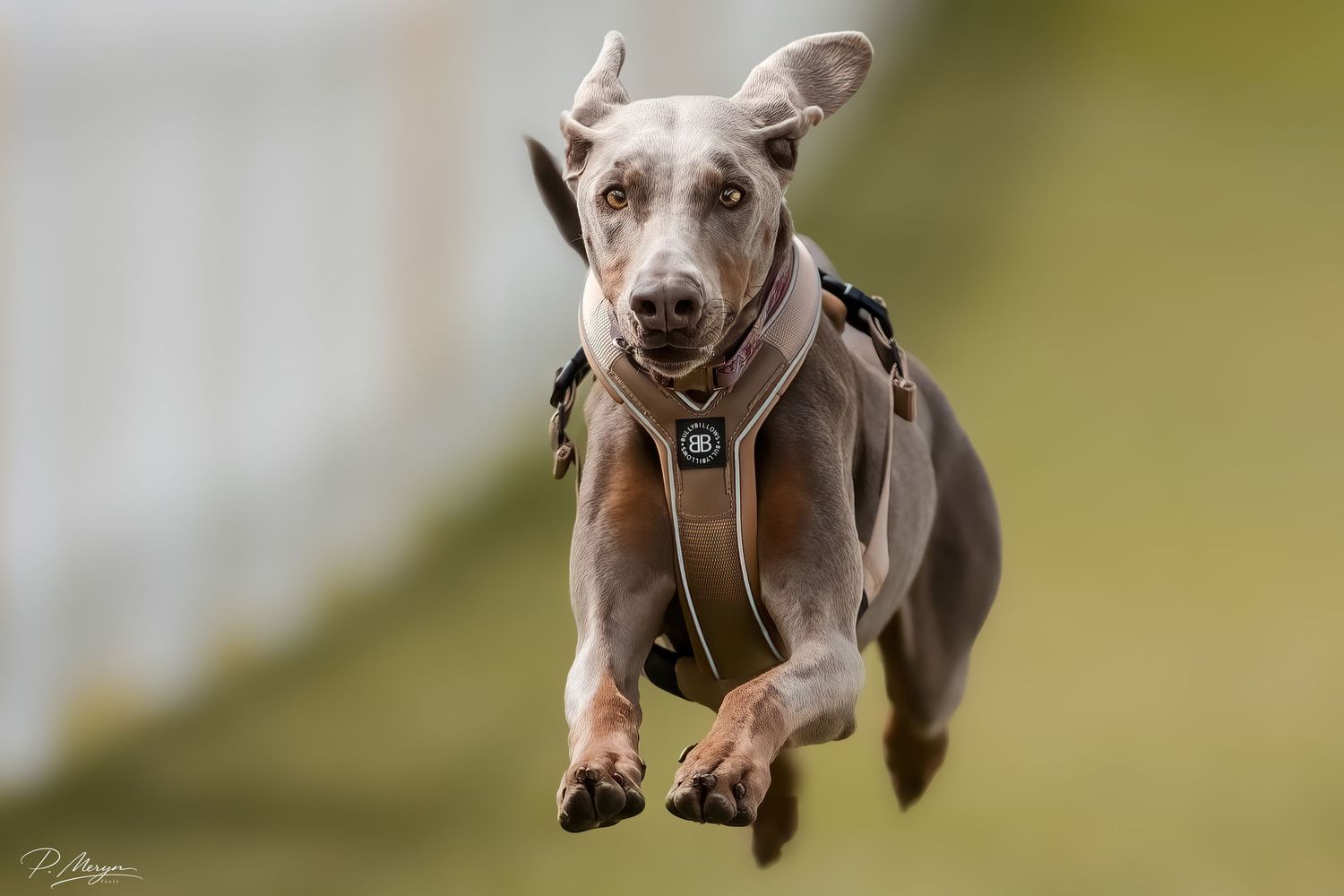 A gray Weimaraner dog wearing a harness runs at full speed with all four paws off the ground.