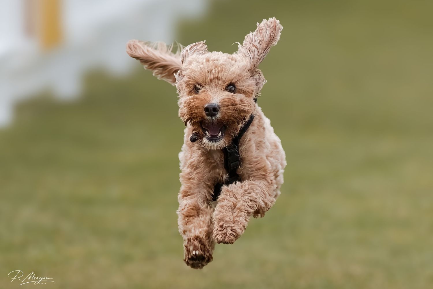 A golden curly-haired Cavapoo puppy leaps through the air with ears and fur flying on green grass.