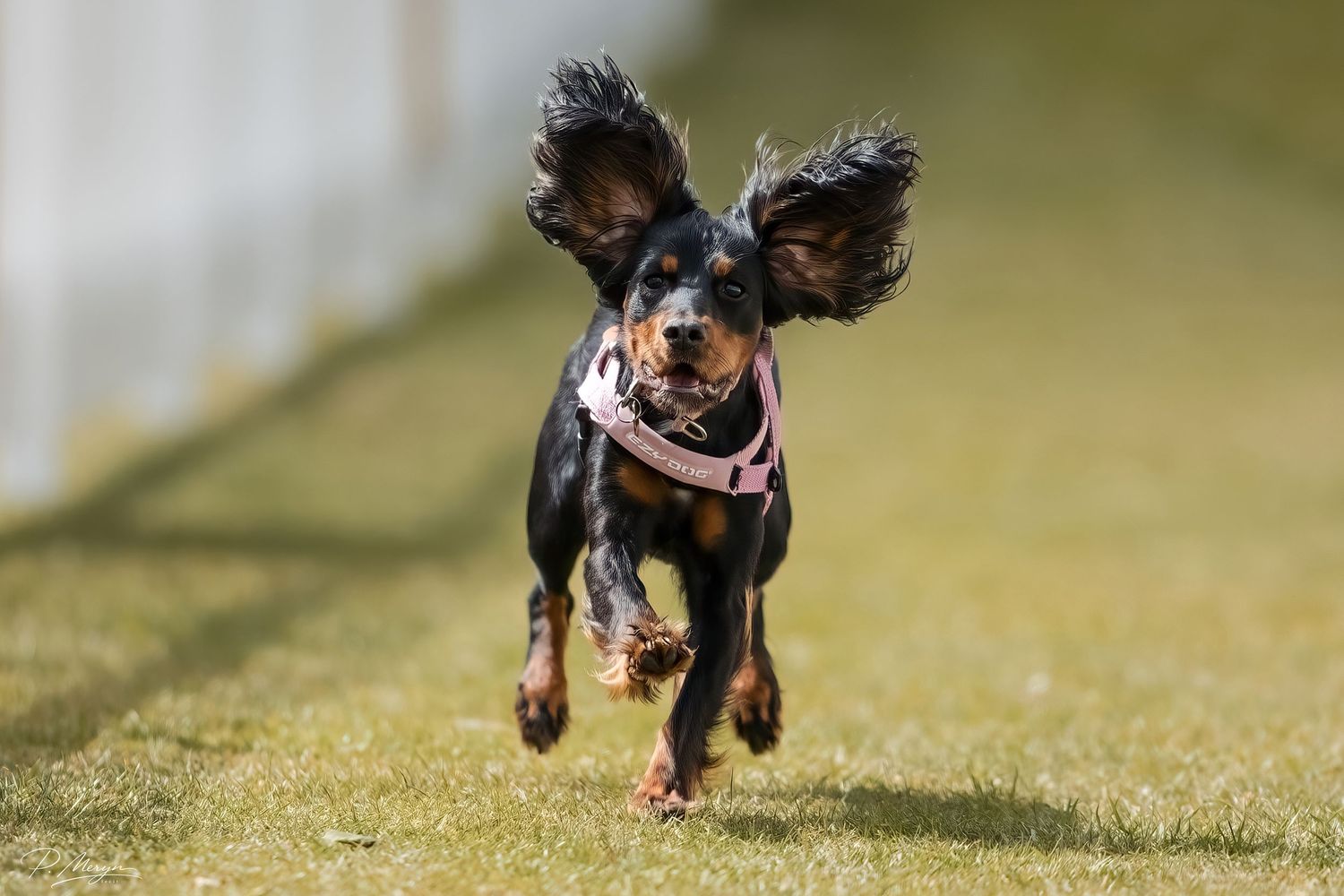 A black and tan Cavalier King Charles Spaniel with ears flying leaps through the air wearing a pink harness.