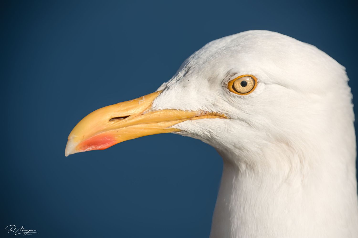Close-up portrait of a herring gull with yellow beak and golden eye against deep blue background.