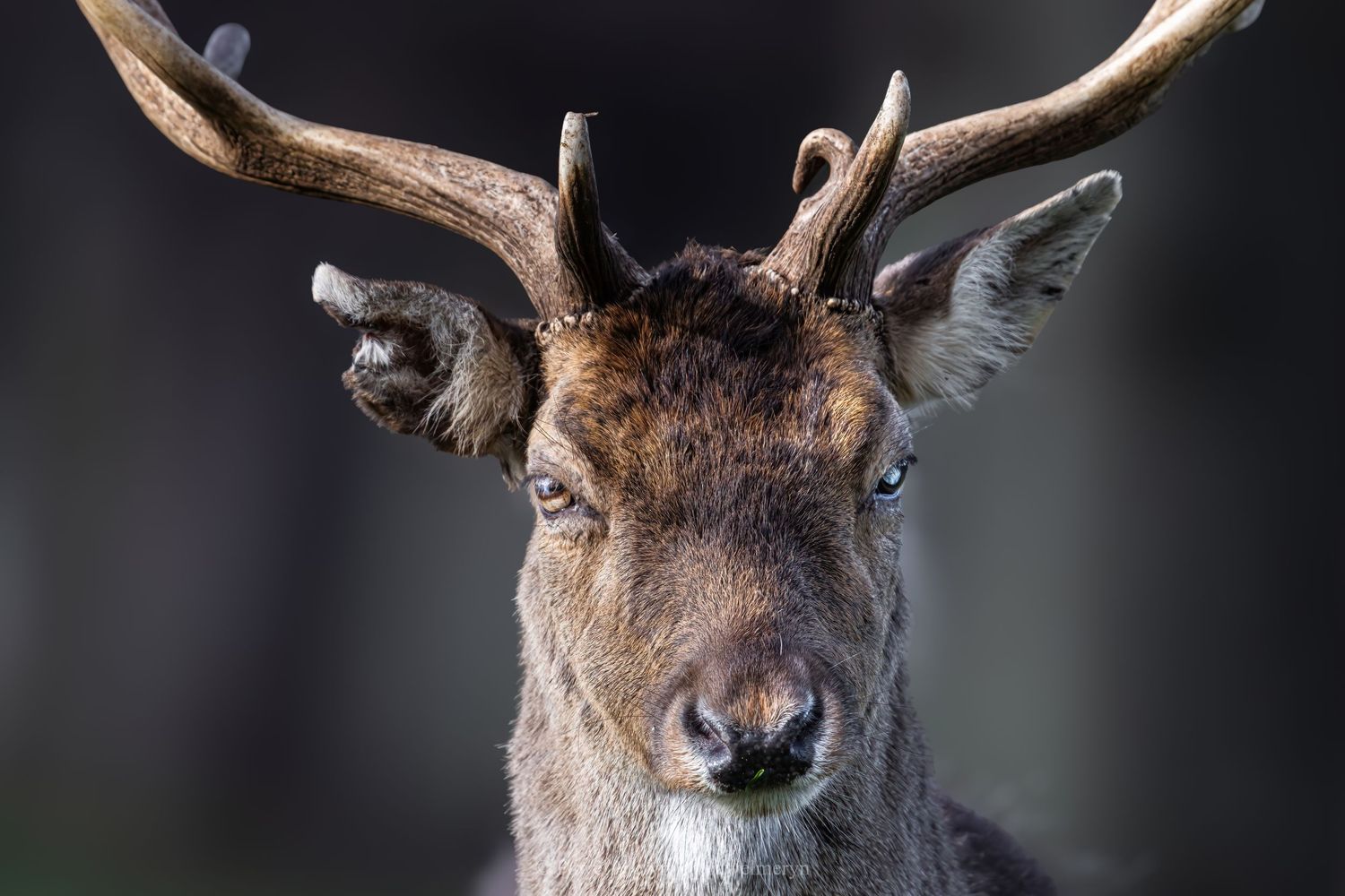 Close-up portrait of a reindeer with large antlers against a dark background.