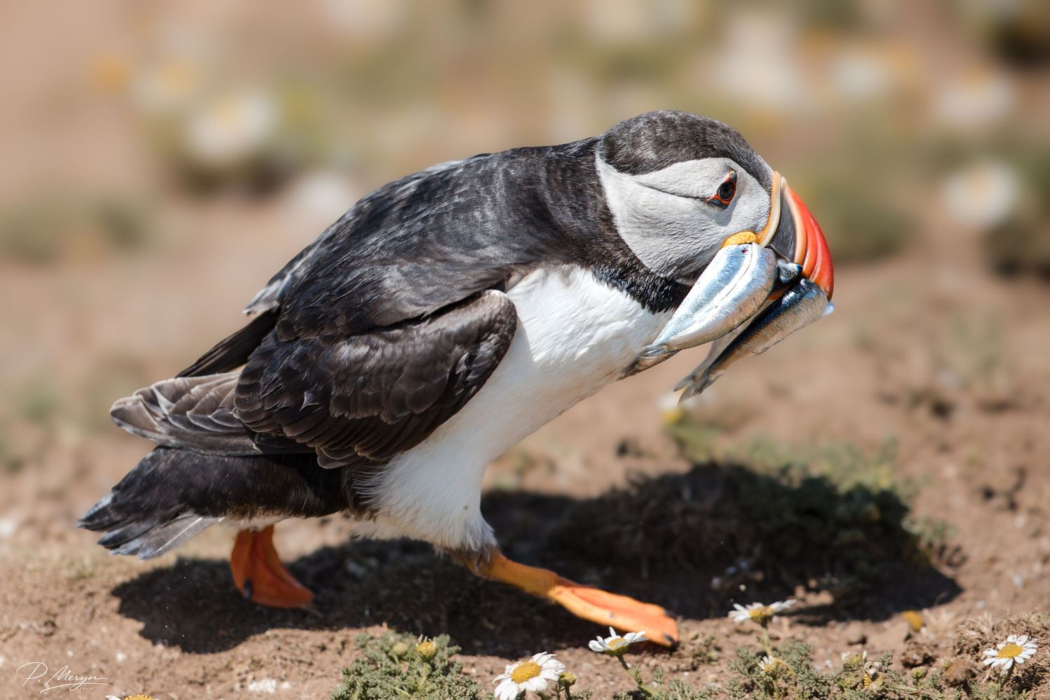 Atlantic puffin standing on rocky ground holding fish in its colorful beak on a sunny day.