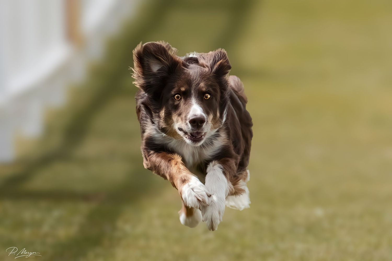 A brown and white Border Collie leaps energetically mid-air on a green grass field.