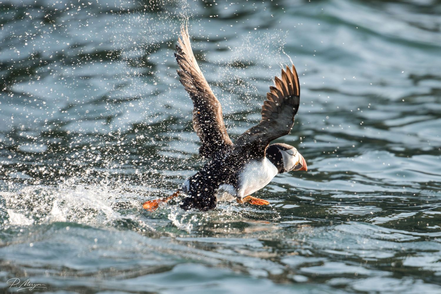 Atlantic puffin taking off from ocean water with wings spread wide creating dramatic water splashes.