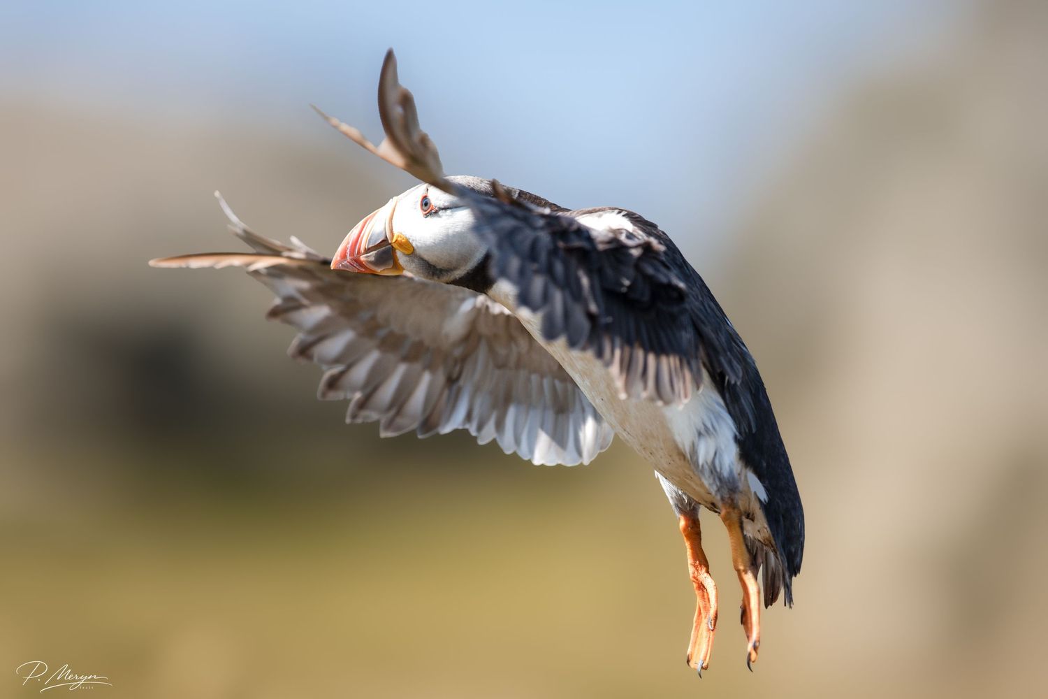 An Atlantic puffin diving with wings outstretched against a soft bokeh background.