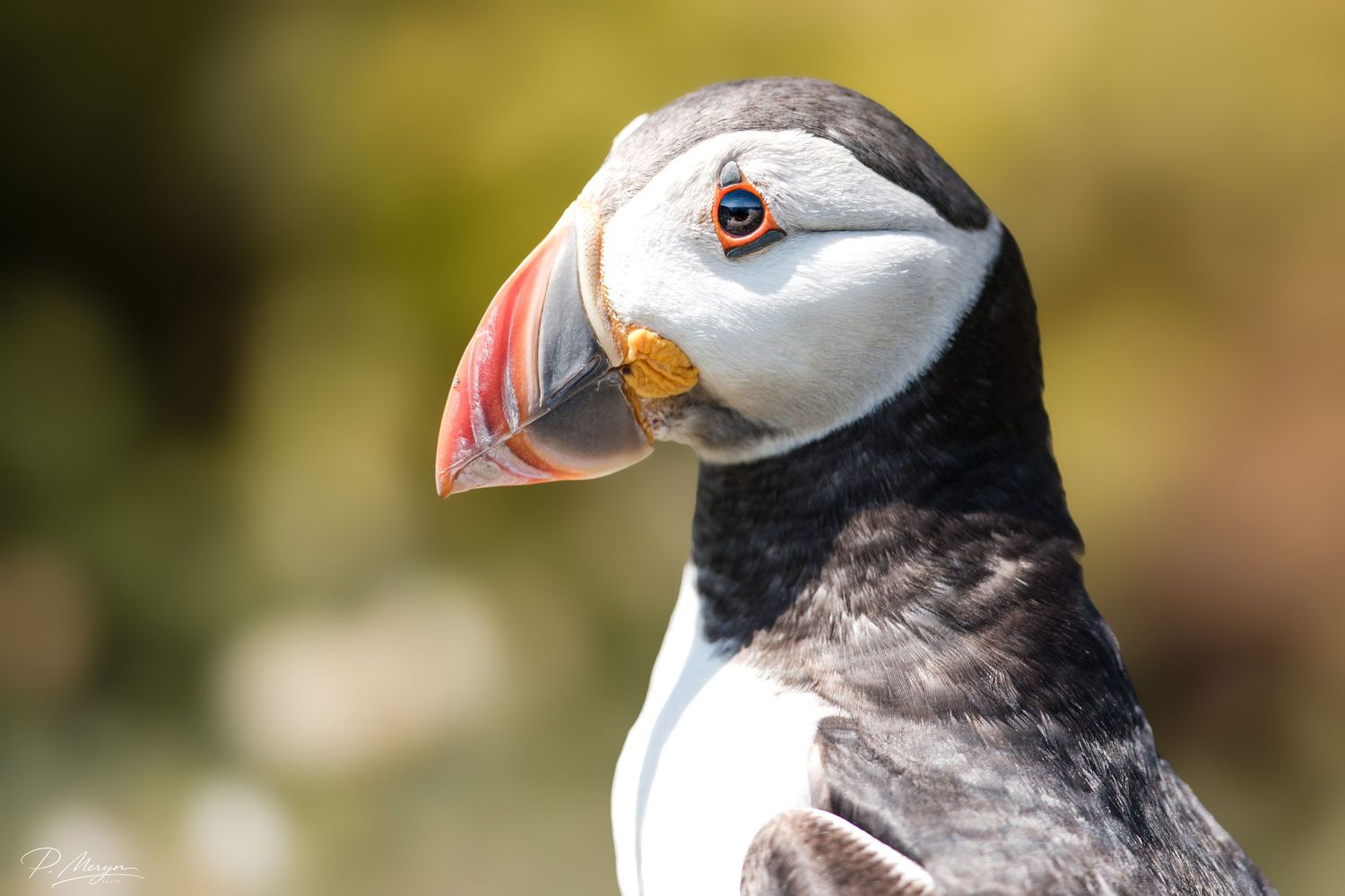 Close-up portrait of an Atlantic puffin with distinctive colorful orange beak against soft bokeh background.