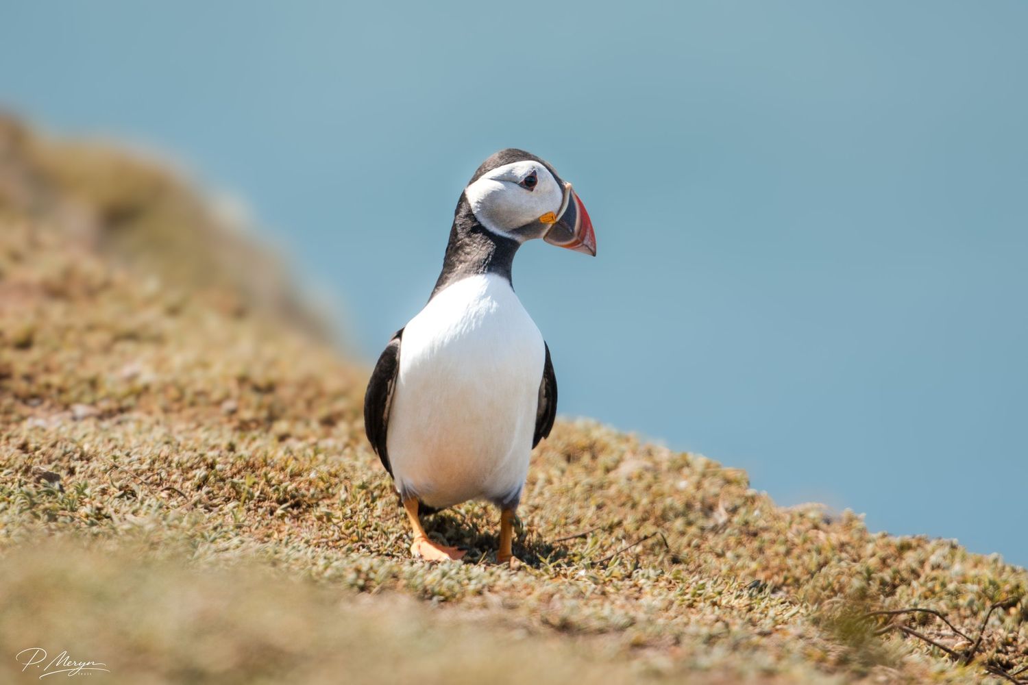 Atlantic puffin standing on grassy clifftop with colorful beak looking alert against light blue sky.