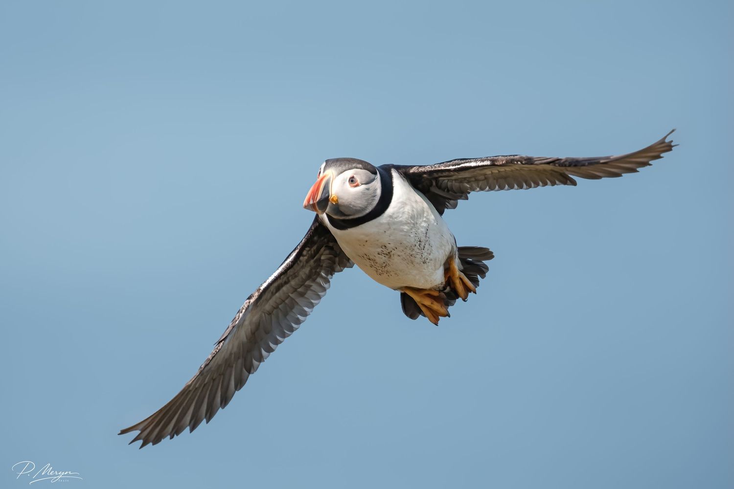 Atlantic puffin in flight against clear blue sky showing colorful beak and spread wings.