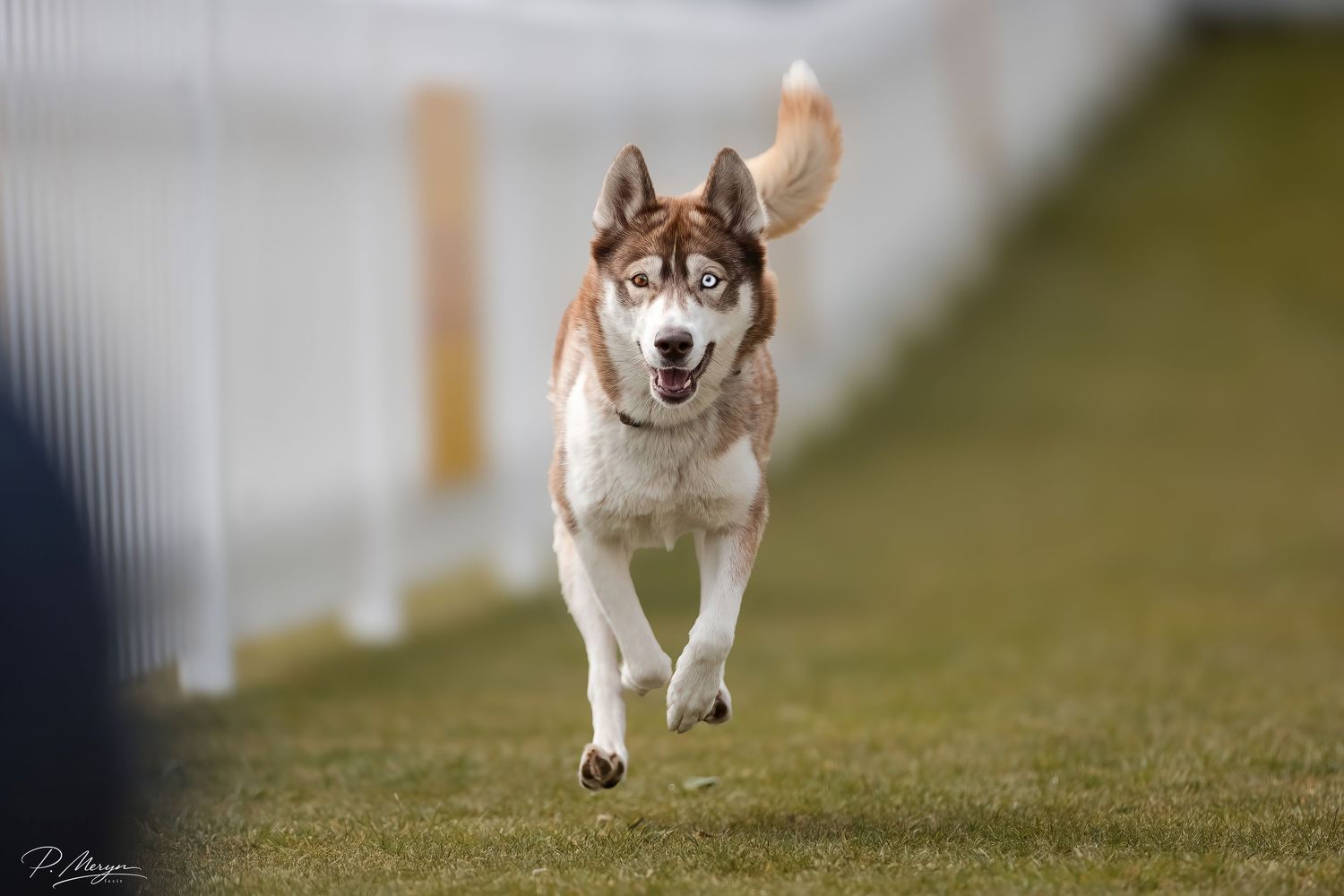 A red and white Siberian Husky with blue eyes runs across a green grass field with mouth open.