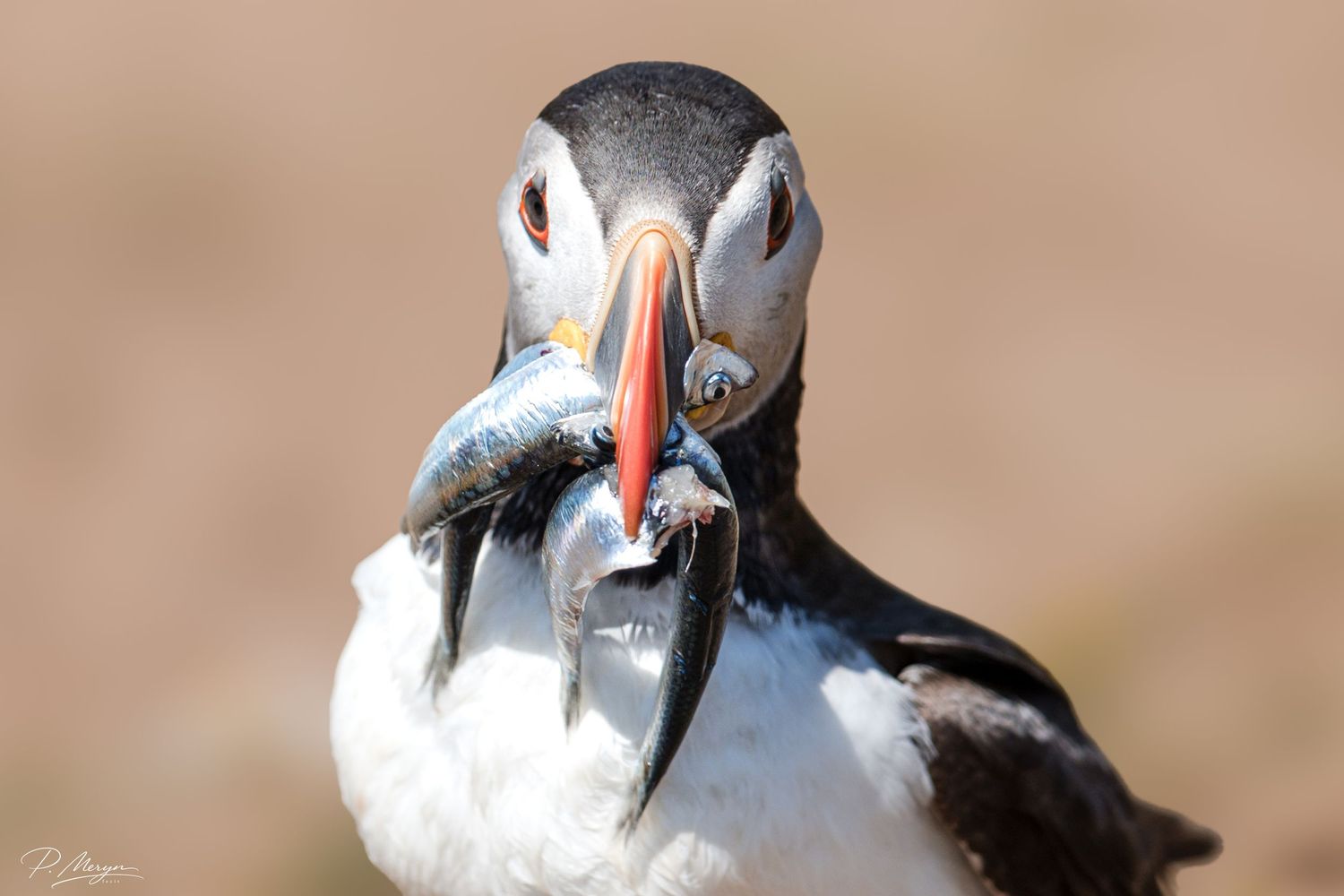Atlantic puffin holding multiple fresh caught fish in its colorful orange and red beak closeup portrait.