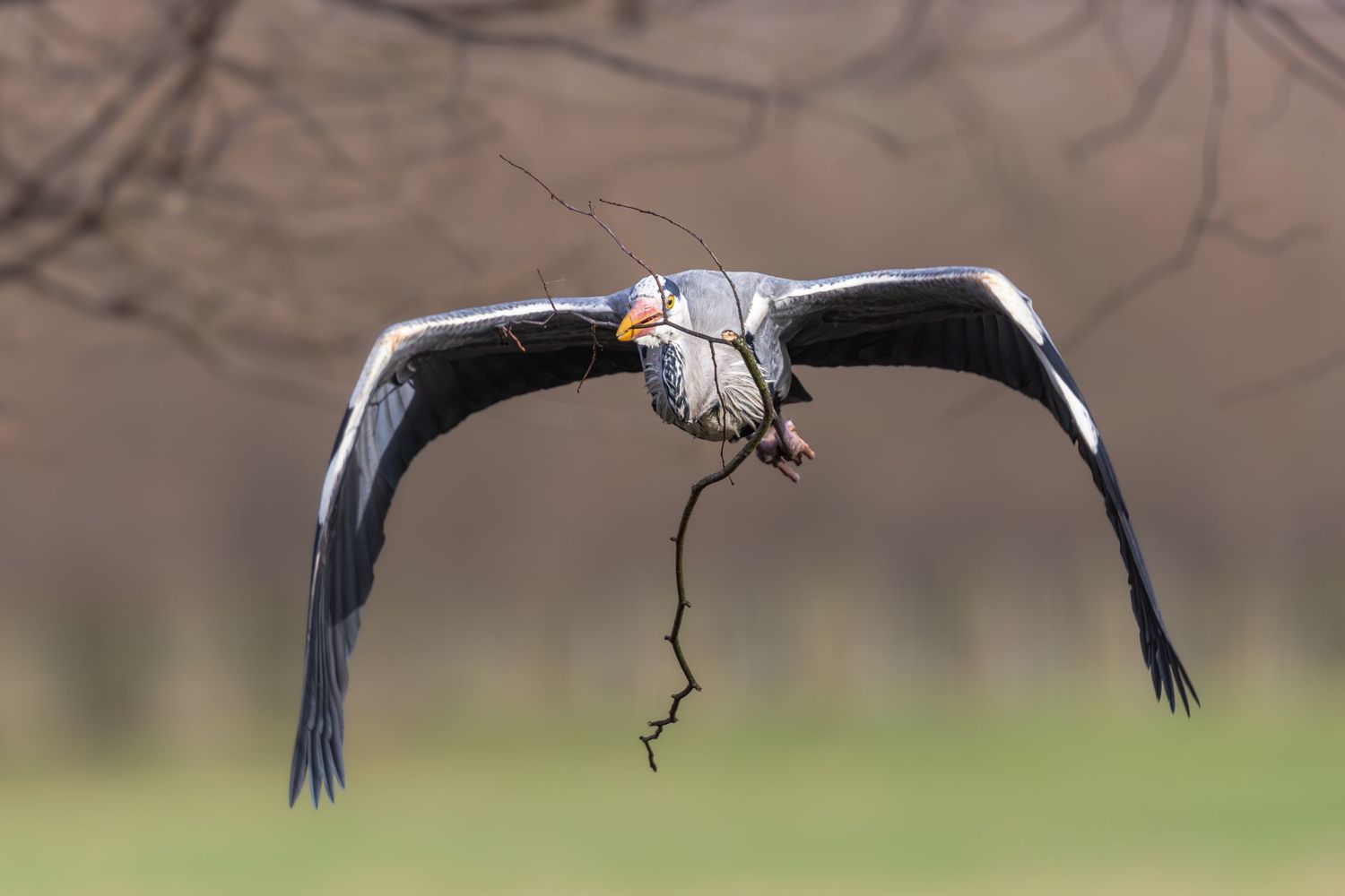 A large bird flies carrying a long branch in its beak against a blurred green background.