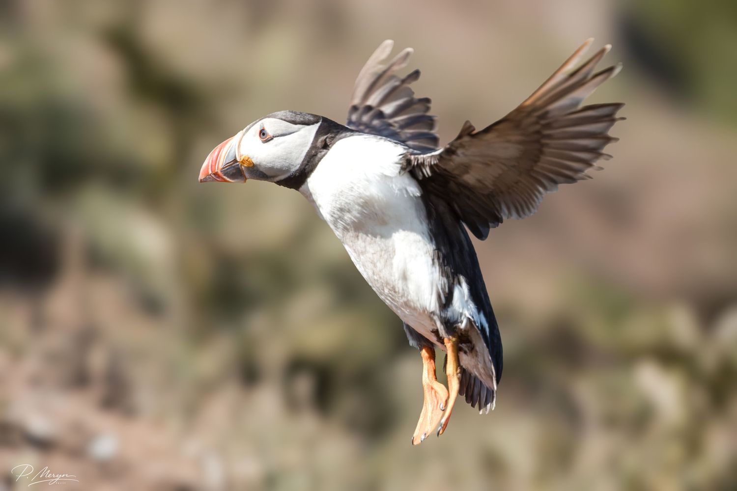 Atlantic puffin in mid-flight with wings spread against a natural rocky outdoor background.