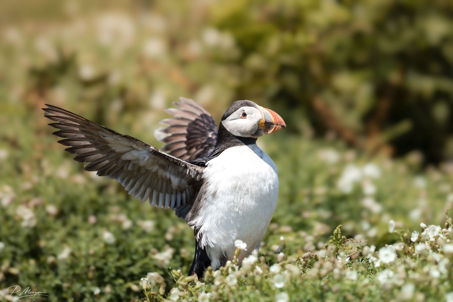 Atlantic puffin spreading wings wide among white wildflowers and green vegetation on a sunny day.