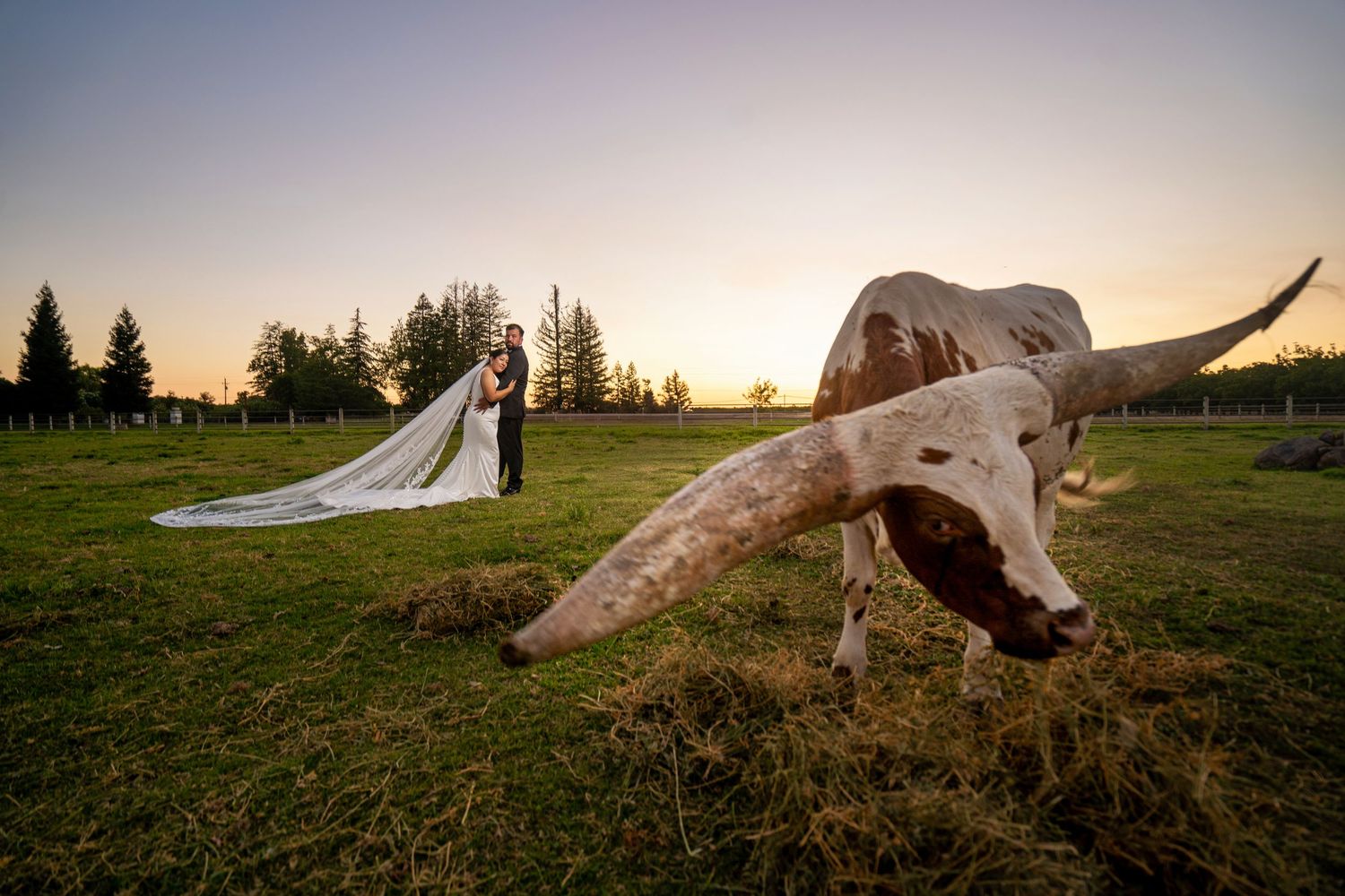 Bride and groom sunset wedding portrait with Texas Longhorn cattle at The Ranch at Lone Oak, photographed by The Padillas.
