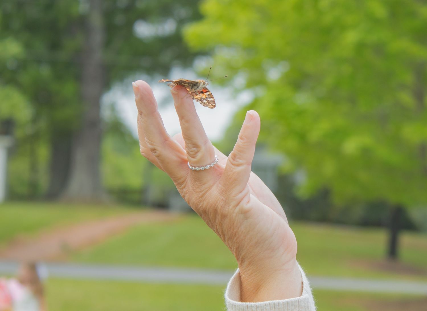 Butterfly Release