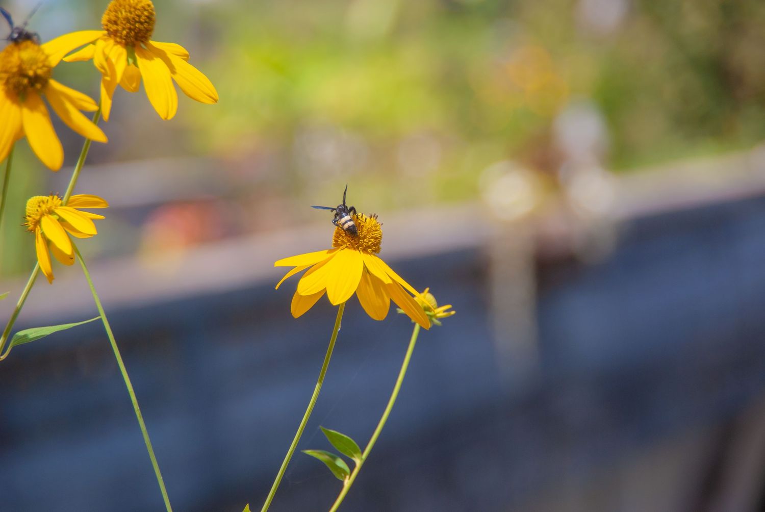 Bumble Bee - Daisy