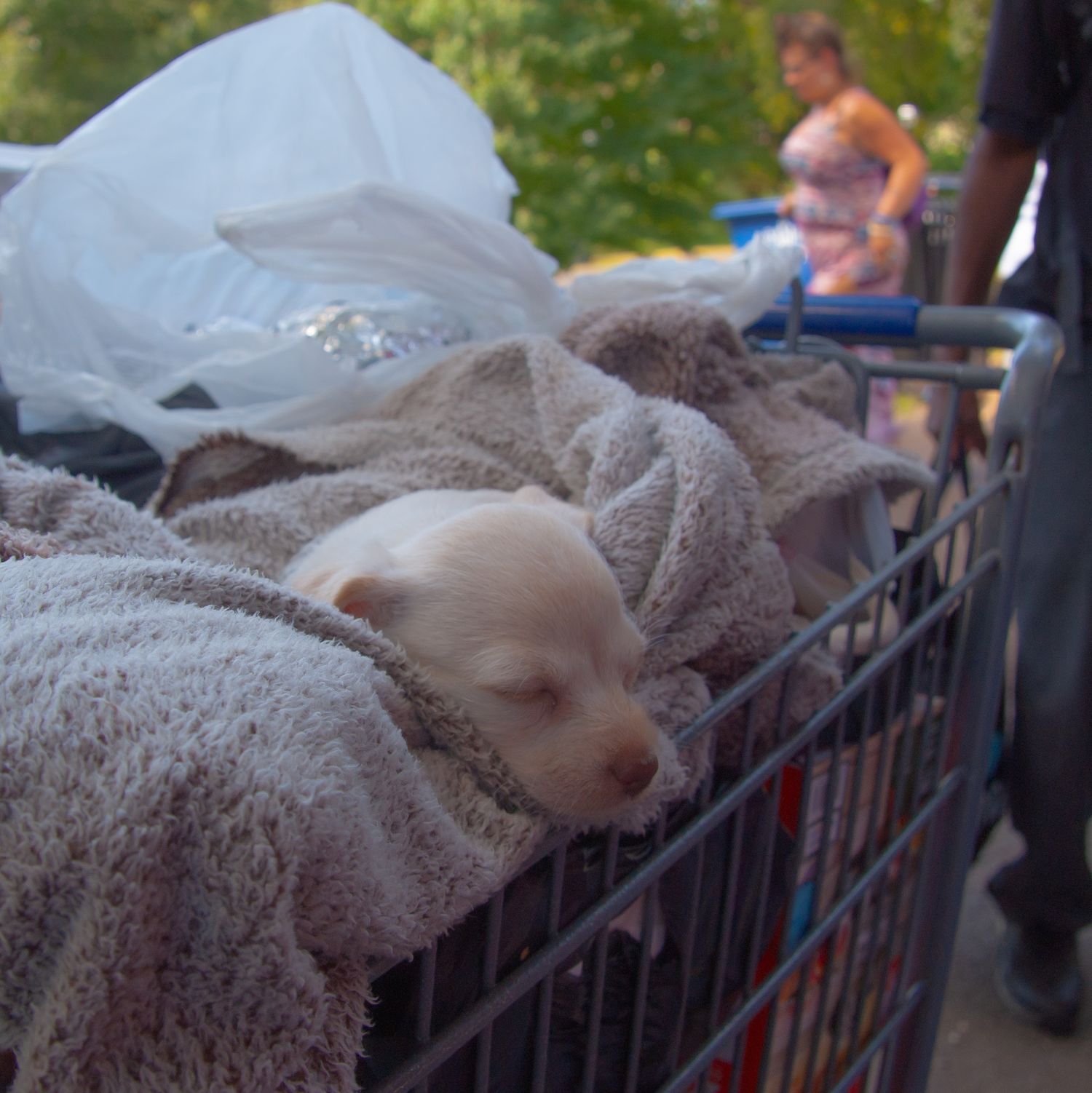 White Puppy
