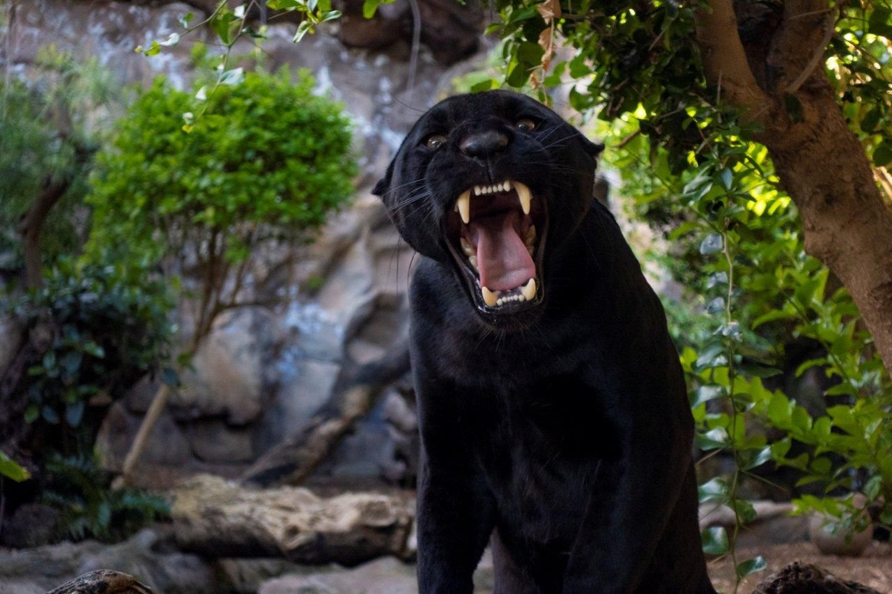 Wild black jaguar displaying teeth and growling at Tenerife’s Loro Parque