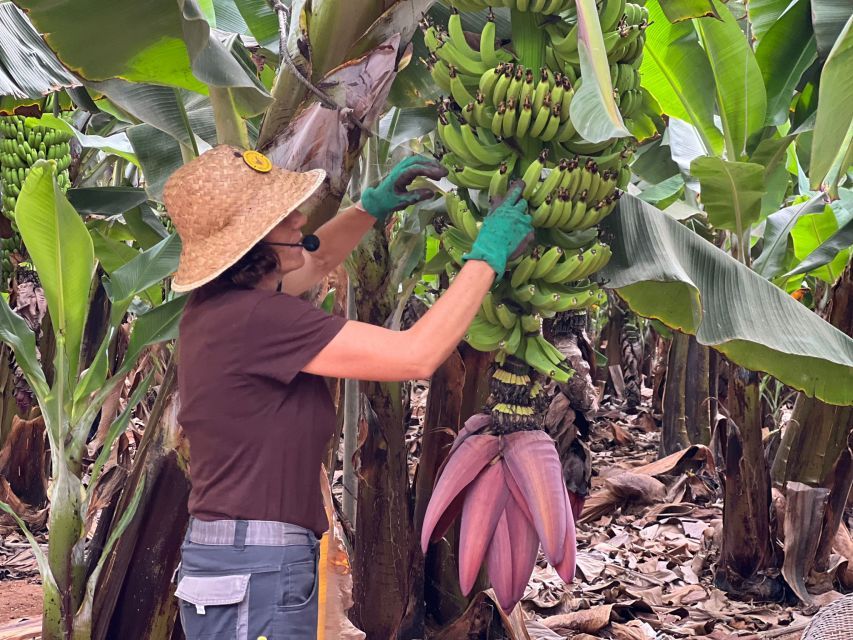 Banana plantation at Finca Las Margaritas Tenerife