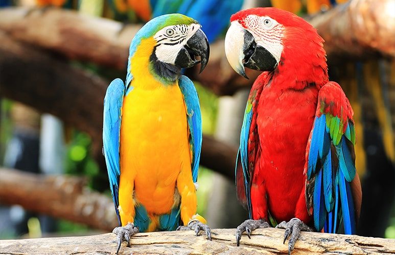 Pair of tropical parrots in detail at Loro Parque, Tenerife