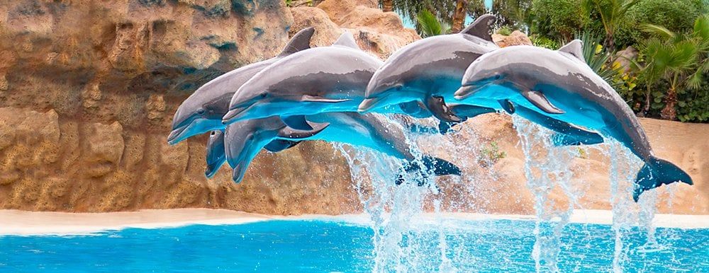 Dolphins performing jumps at Loro Parque, Tenerife