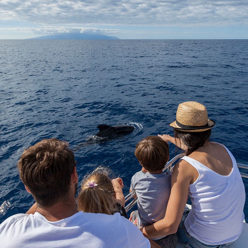 Parents and kids observing a dolphin from a tour boat in Tenerife waters