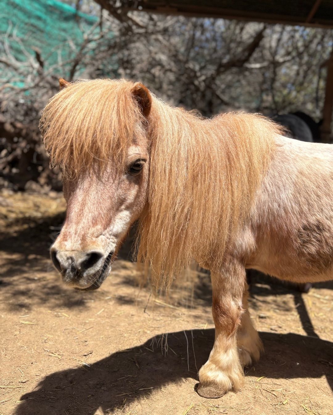 Photograph of a pony at Finca El Carretón farm, Tenerife