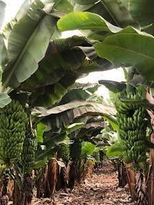 Banana plantation at Finca Las Margaritas, Tenerife