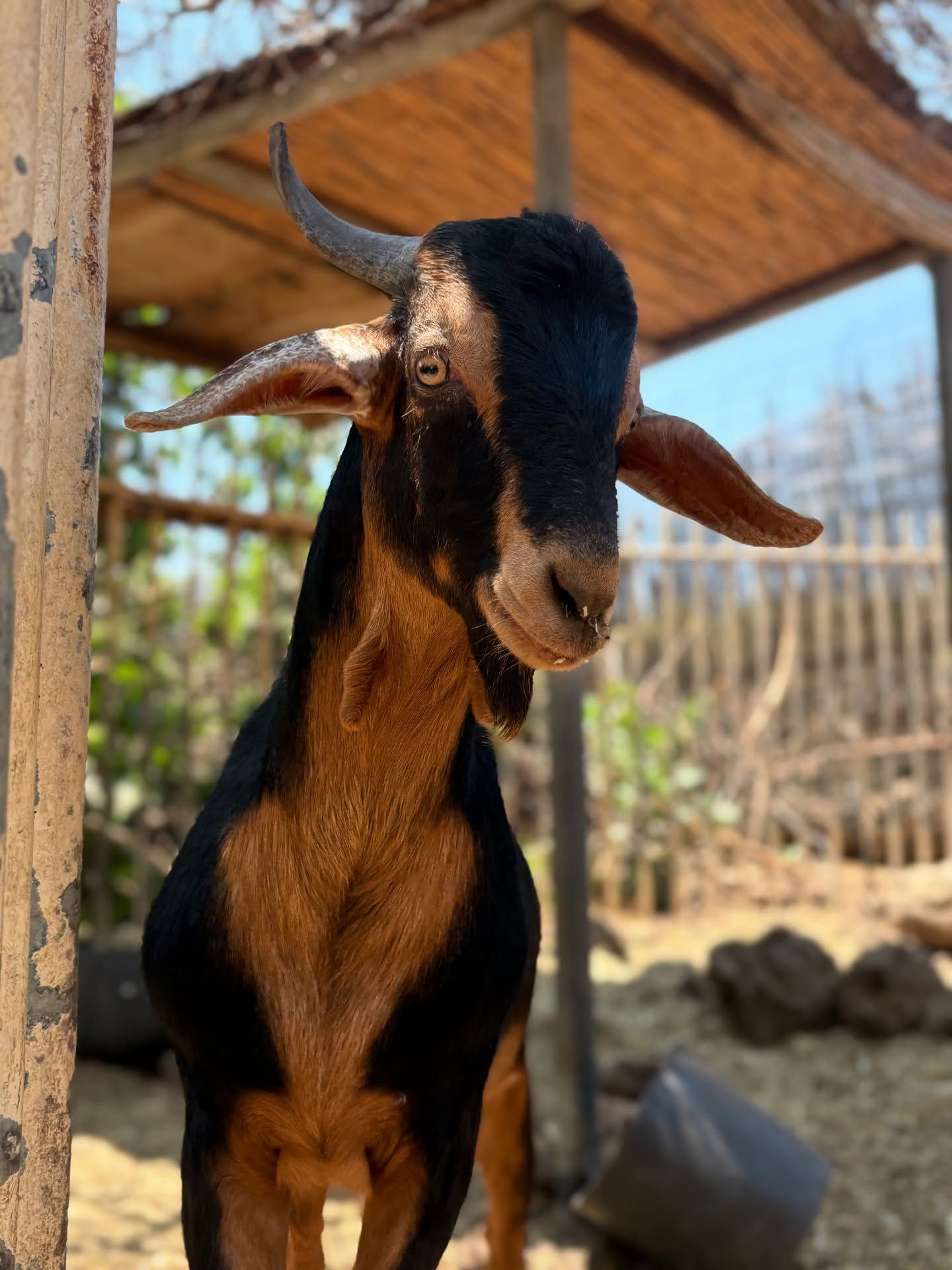 Kids feeding goats at Finca El Carretón