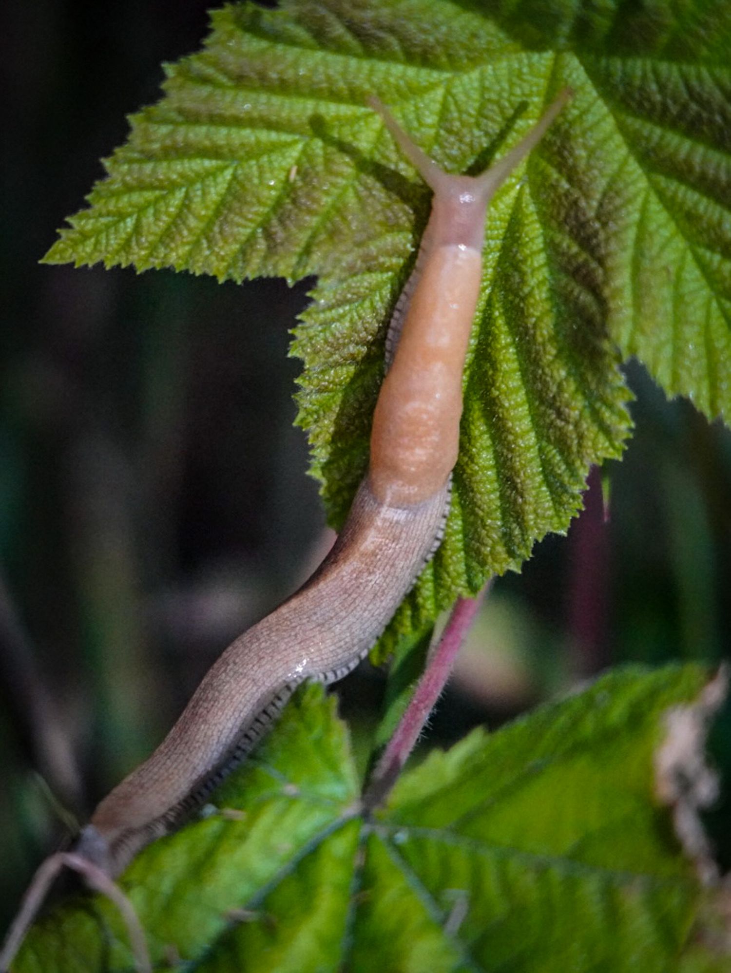 Pacific Northwest forest landscape photo from 90-day camper van road trip banana slug close up