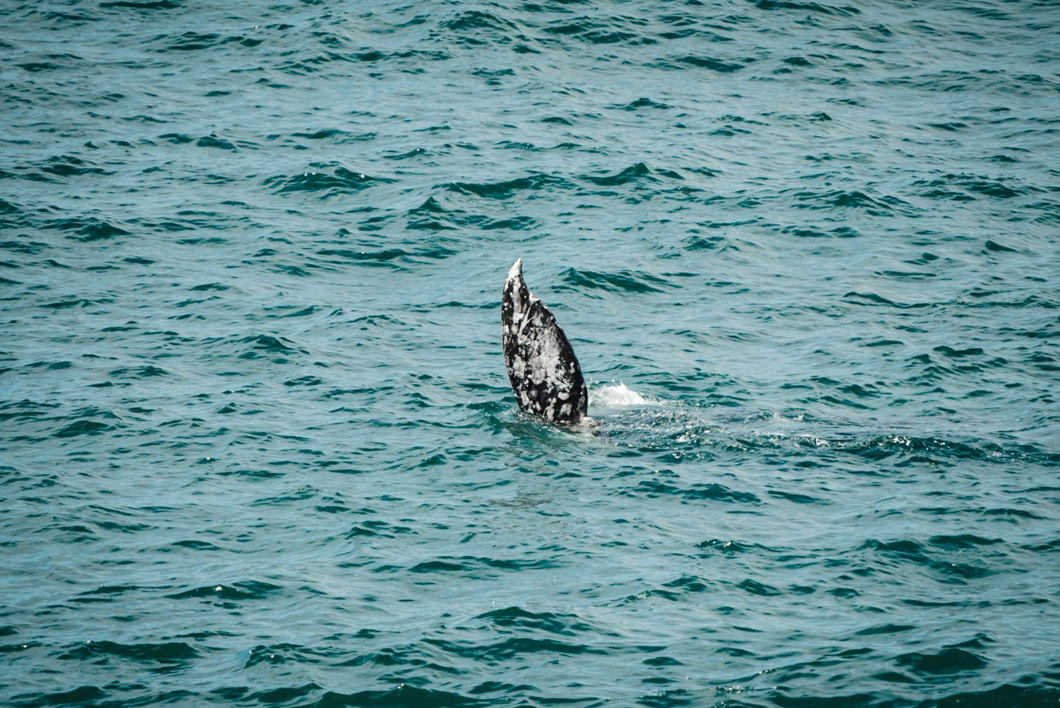 Pacific Northwest forest landscape photo from 90-day camper van road trip whale fin waving in ocean water on the coast