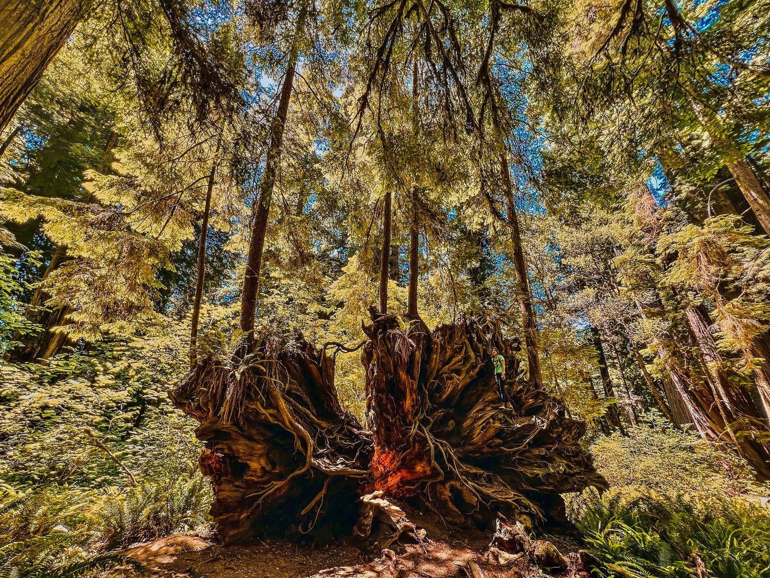 Pacific Northwest camper van trip for 90-days tall pano shot of trees and large tree stump fallen
