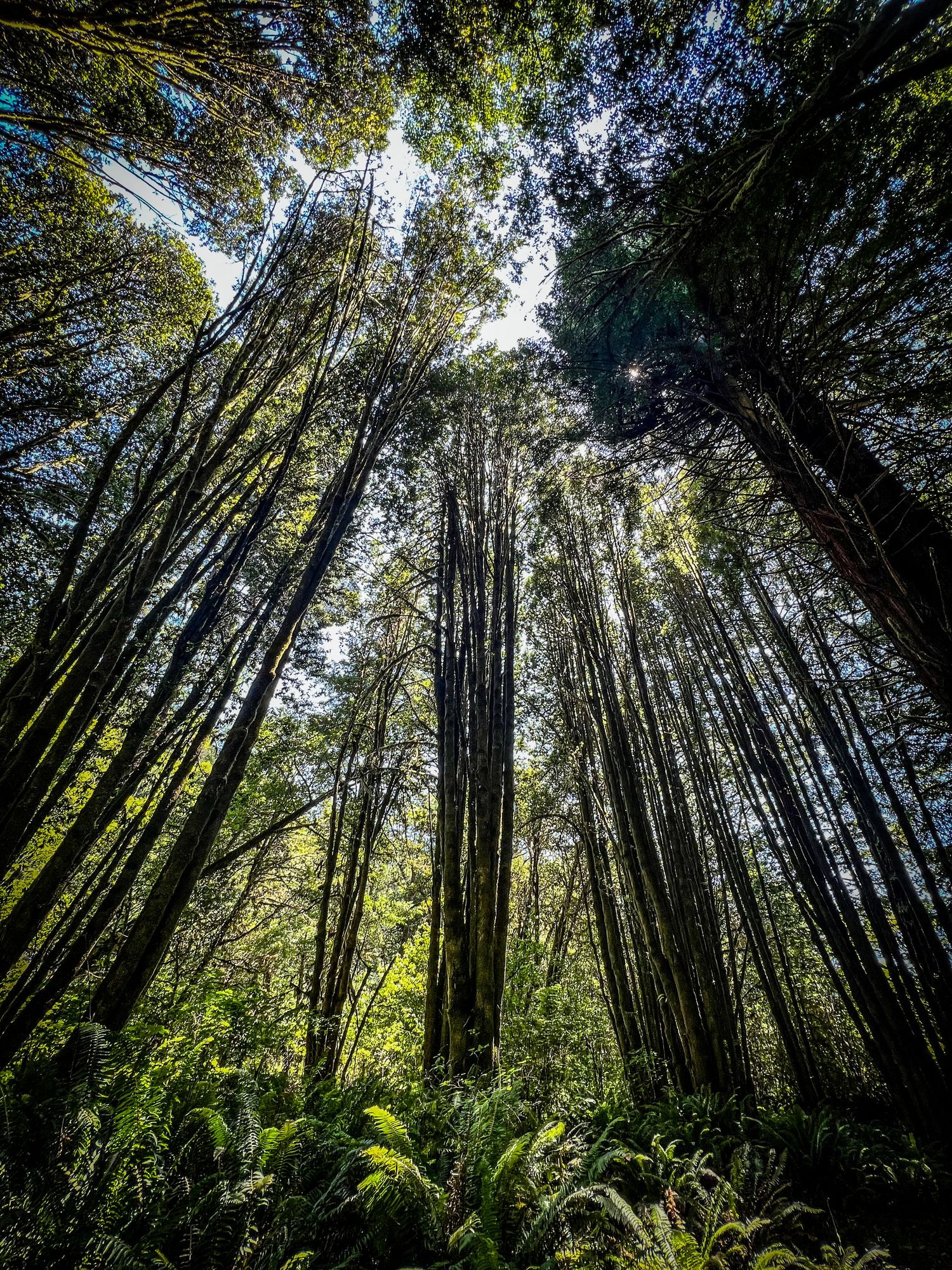 Pacific Northwest camper van trip for 90-days tall pano shot of trees